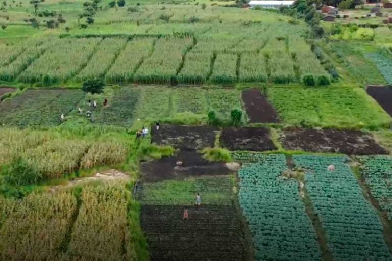 Agricultura-Instituto-Alok
