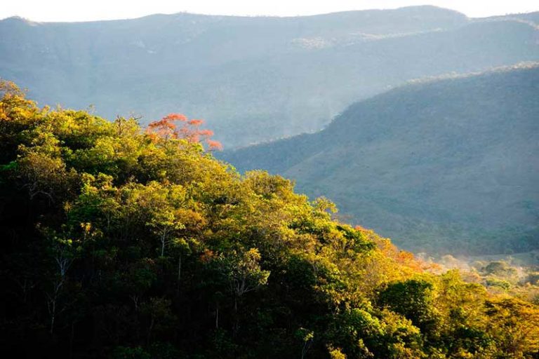 fundo-cerrado-instituto-alok-03