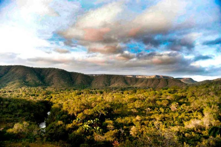 fundo-cerrado-instituto-alok-05